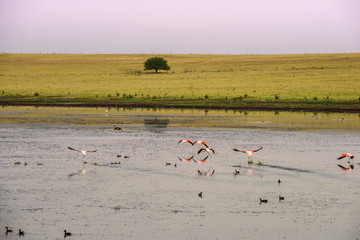 Lagoon in the field with birds,Patagonia, Pampas, Argentina