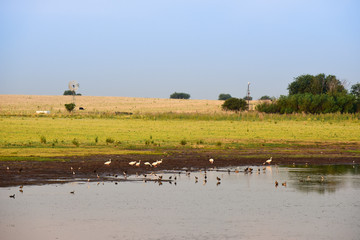 Lagoon in the field with birds,Patagonia, Pampas, Argentina