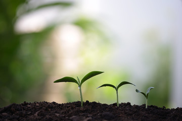 Young green sapling planting with water drop dew