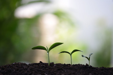 Young green sapling planting with water drop dew