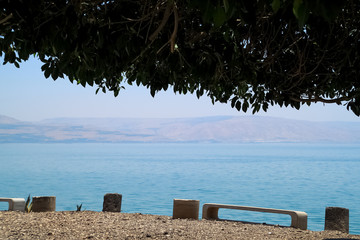 Park area under ficus tree in town of Capernaum, Israel