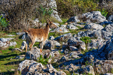 Spanish Ibex, Capra pyrenaica in Torcal de Antequera National Park, Spain