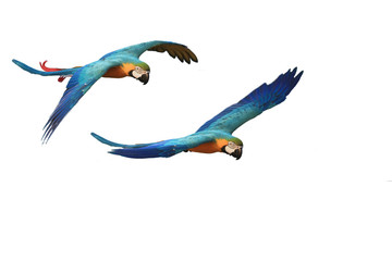 Flying macaw parrot, white background.