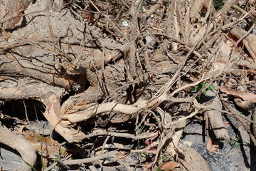 big roots nature,forest, destroyed, big trees, falling trees