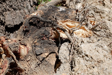 big roots nature,forest, destroyed, big trees, falling trees