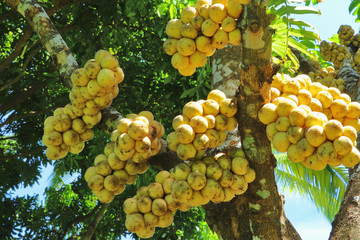 Longkong trees yield full fruit and harvest time.