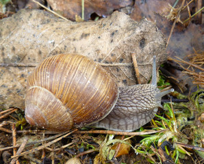 Snail gliding on the wet stone texture. Large white mollusk snails with light brown striped shell, crawling on rock. Helix pomatia, Burgundy snail, Roman snail, edible snail, escargot. 