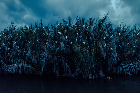 Birds In Lagoon At Night Near Tangalle, Sri Lanka. Flock Of White Birds Sits In Tropical Thickets. Birds Sleep In The Rainforest In Evening. Mystical View Of The Tropical Nature At Dusk.