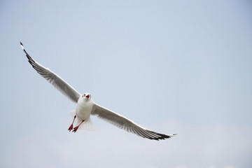 A seagull is flying beautifully.