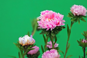beautiful pink chrysanthemum on a green background