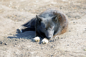 homeless mongrel with a sad face on the street