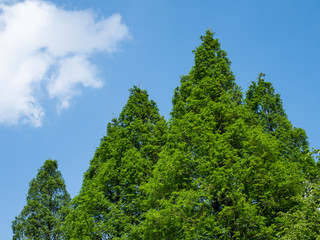 Obraz premium 初夏の木立