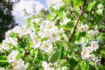 Pear tree in spring