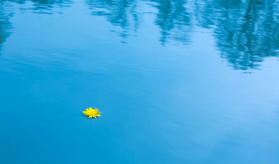 Fototapeta na wymiar single dandelion flower in water