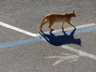 brown cat and its shadow, walking on the road, on top of a white line and next to a road sign in...