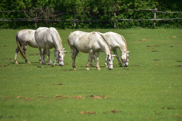 Obraz na płótnie Canvas herd of horses grazing in a meadow