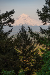 Mt Hood, Oregon, framed by Pacific Northwest fir trees