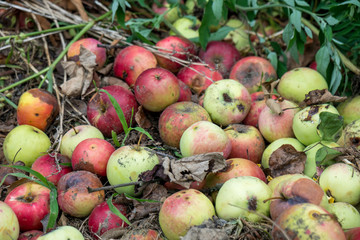 The rotten apples fallen on the ground