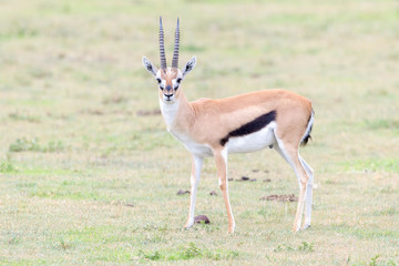 Naklejka na ściany i meble Thomson's Gazelle (Gazella thomsoni), buck. standing on savanna, looking at camera, Ngorongoro crater national park, Tanzania,