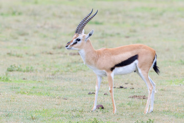 Thomson's Gazelle (Gazella thomsoni), buck. standing on savanna, Ngorongoro crater national park, Tanzania,