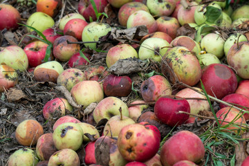 The rotten apples fallen on the ground