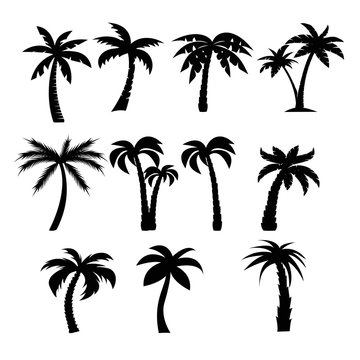 Palm trees black silhouettes set