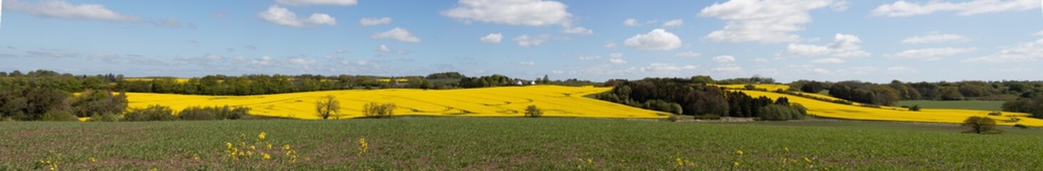 Rape field, drifting clouds on a blue sky