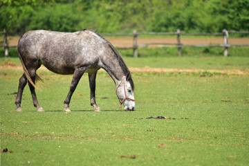 Obraz premium Grey horse on the farm