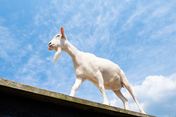白いヤギと青い空