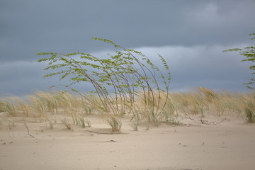 Wydma na plaży nad morzem bałtyckim, rzadka sucha roślinność smagana silnym wiatrem, na tle ciemnoniebieskiego pochmurnego nieba