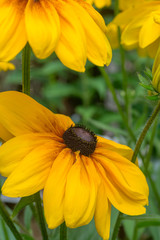 Close-up yellow flowers