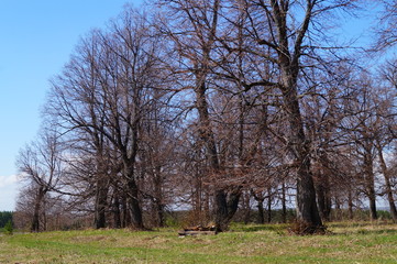 old oak tree in the park, Park molebny in the field,