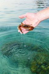 granchio tailandese asia