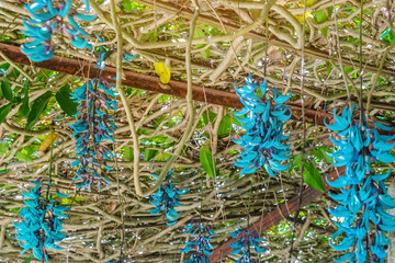 Beautiful blue purple of Tiger claw flowers in Dalat, Vietnam