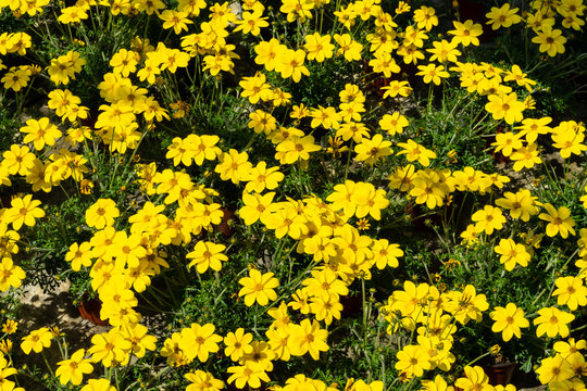 Gelb bl&uuml;hende Bidens