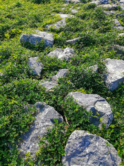 stone pathway in the forest