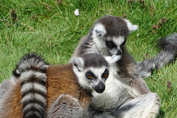 Cute ring-tailed lemurs at the zoo