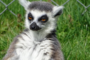 Cute ring-tailed lemurs at the zoo