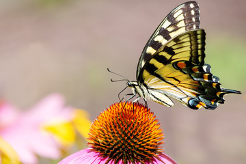 Yellow eastern tiger swallowtail butterfly on the top of a cone flower with plain background