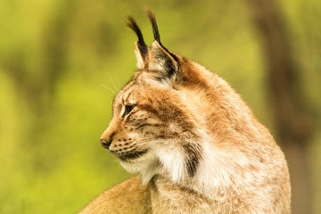 Close up portrait of European Lynx resting in spring landscape in natural forest habitat, lives in forests, taiga, steppe and tundra, animal in captivity, zoo