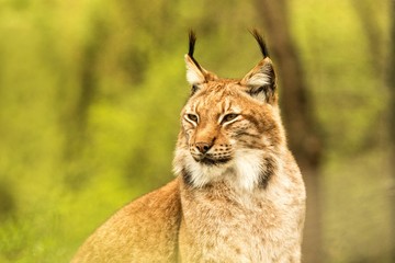 Close up portrait of European Lynx resting in spring landscape in natural forest habitat, lives in forests, taiga, steppe and tundra, animal in captivity, zoo