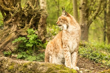 Close up portrait of European Lynx sitting and resting in spring landscape in natural forest...