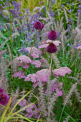 Detail of a mixed border with Echinacea, Allium and Grasses © Garden Guru