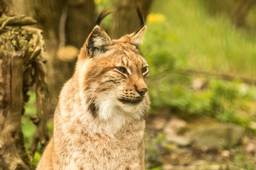 Close up portrait of European Lynx resting in spring landscape in natural forest habitat, lives in forests, taiga, steppe and tundra, animal in captivity, zoo