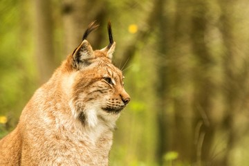 Close up portrait of European Lynx resting in spring landscape in natural forest habitat, lives in forests, taiga, steppe and tundra, animal in captivity, zoo