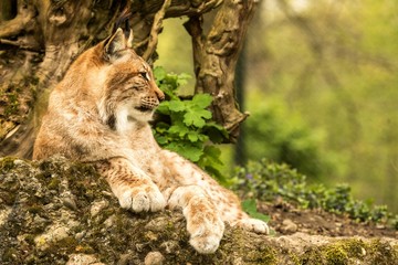 Close up portrait of European Lynx lying and resting in spring landscape in natural forest habitat, lives in forests, taiga, steppe and tundra, beautiful predator, wild cat animal in captivity, zoo © Ji