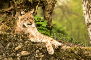 Close up portrait of European Lynx lying and resting in spring landscape in natural forest habitat, lives in forests, taiga, steppe and tundra, beautiful predator, wild cat animal in captivity, zoo