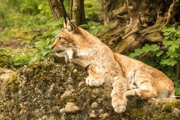 Close up portrait of European Lynx lying and resting in spring landscape in natural forest habitat, lives in forests, taiga, steppe and tundra, beautiful predator, wild cat animal in captivity, zoo