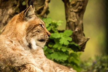 Close up portrait of European Lynx resting in spring landscape in natural forest habitat, lives in forests, taiga, steppe and tundra, animal in captivity, zoo