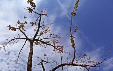 tree in a blue sky 